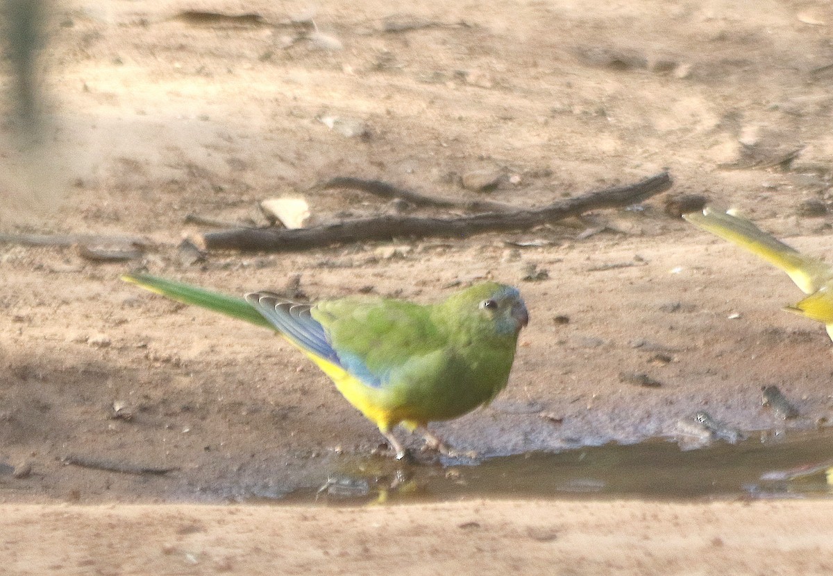 Turquoise Parrot - ML619109512