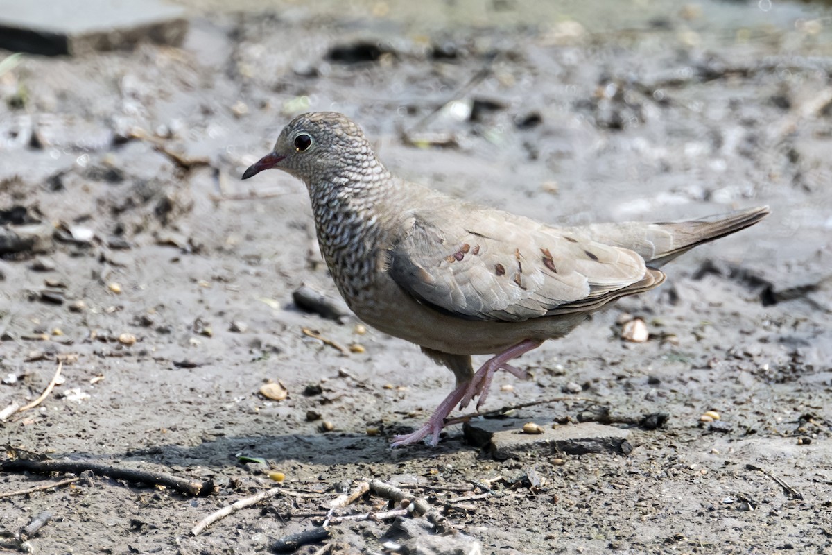 Common Ground Dove - ML619109530