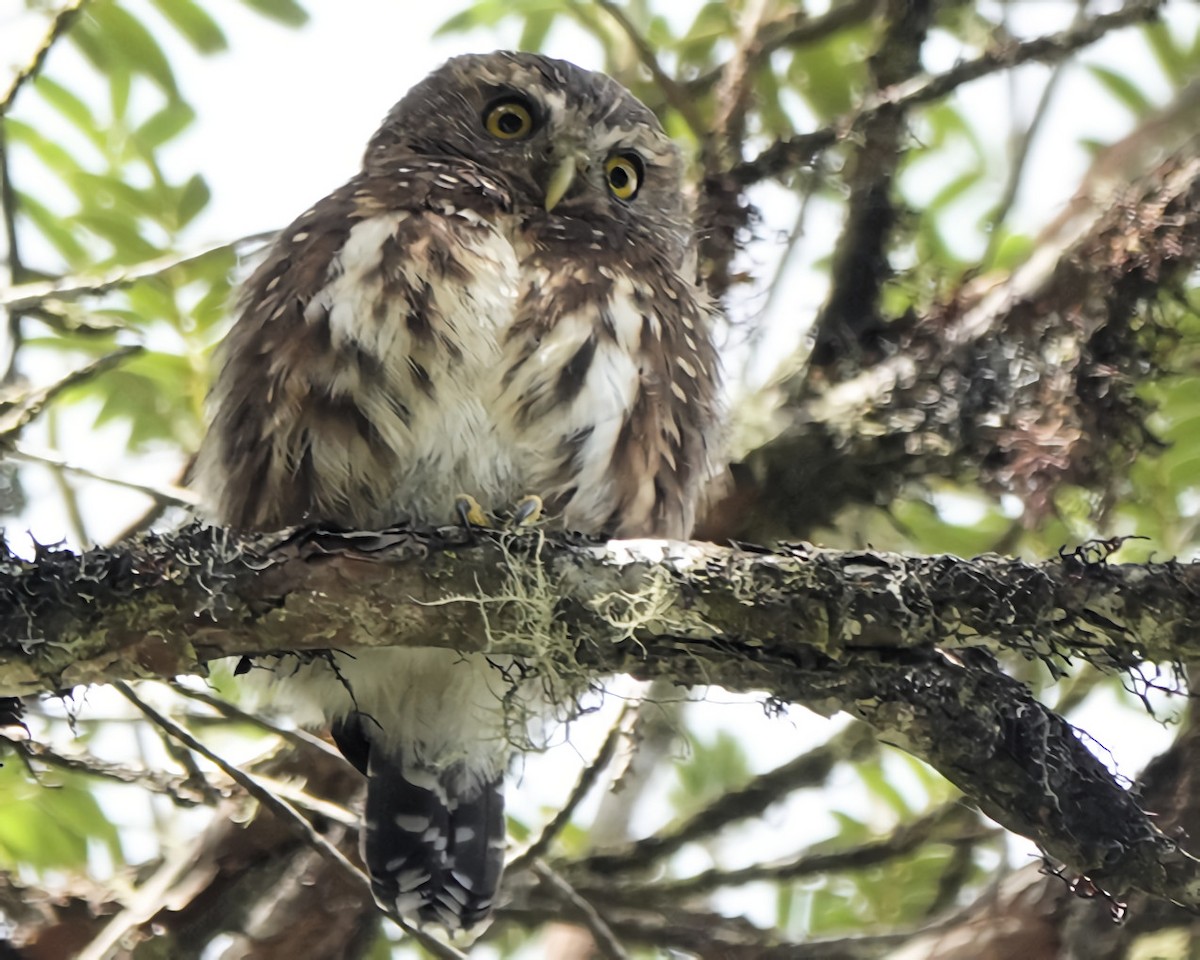 Andean Pygmy-Owl - ML619109553