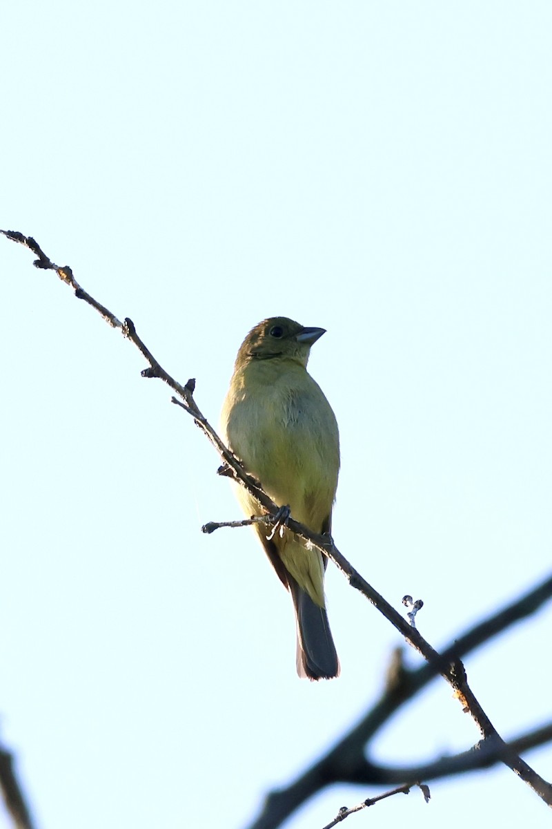 Painted Bunting - ML619109570