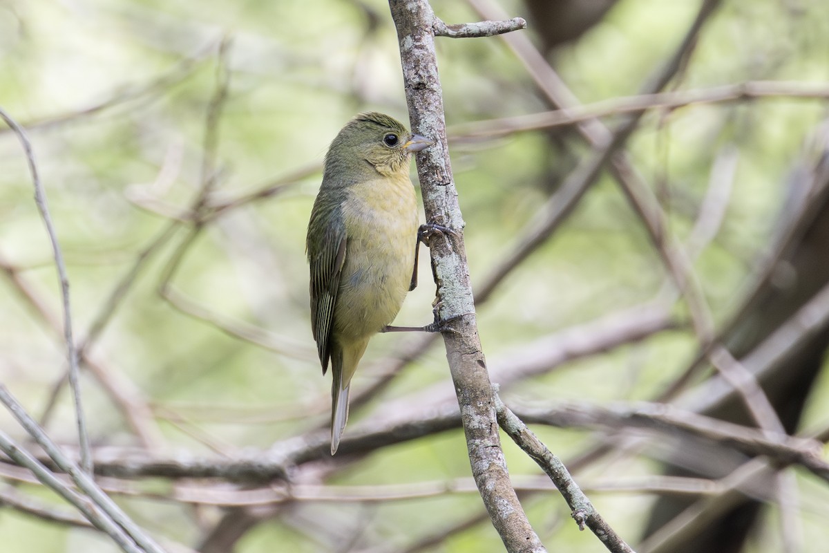 Painted Bunting - ML619109582