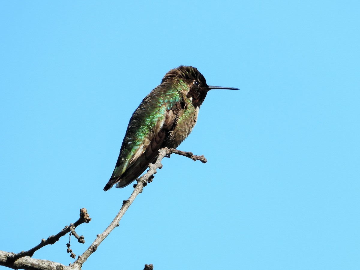 Anna's Hummingbird - ML619109615