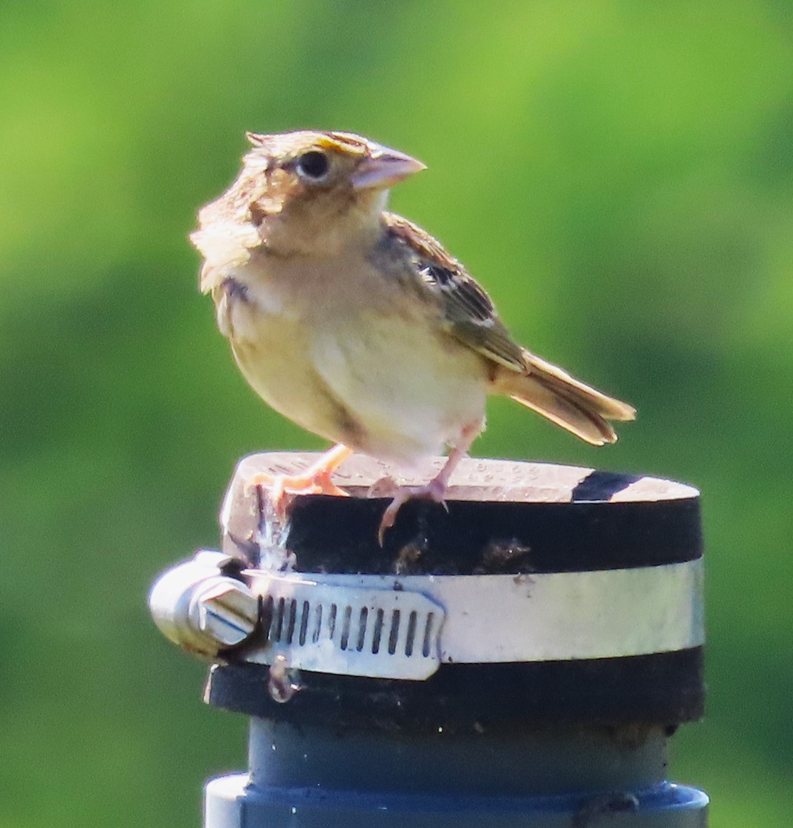 Grasshopper Sparrow - ML619109622