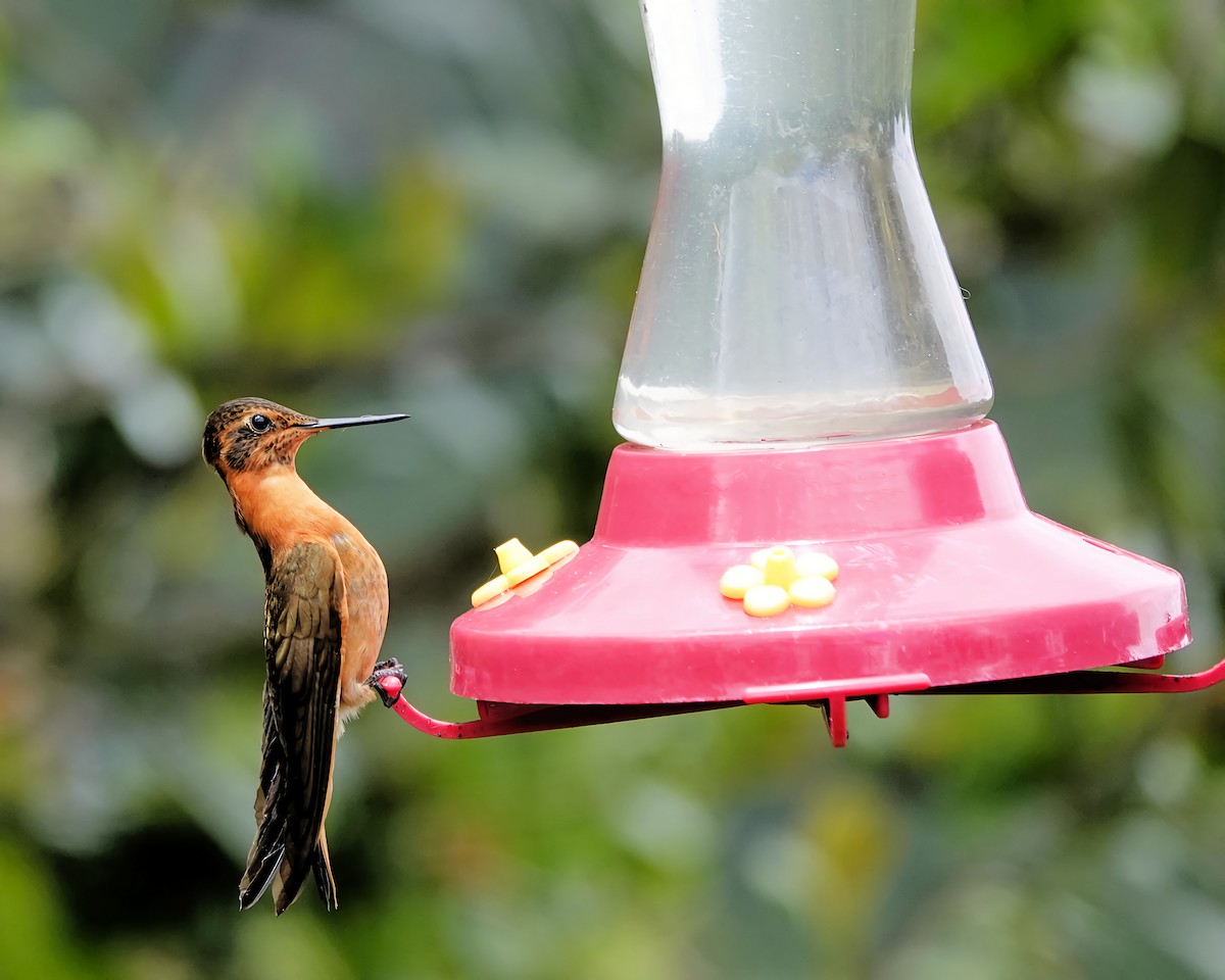 kolibřík duhovohřbetý - ML619109642