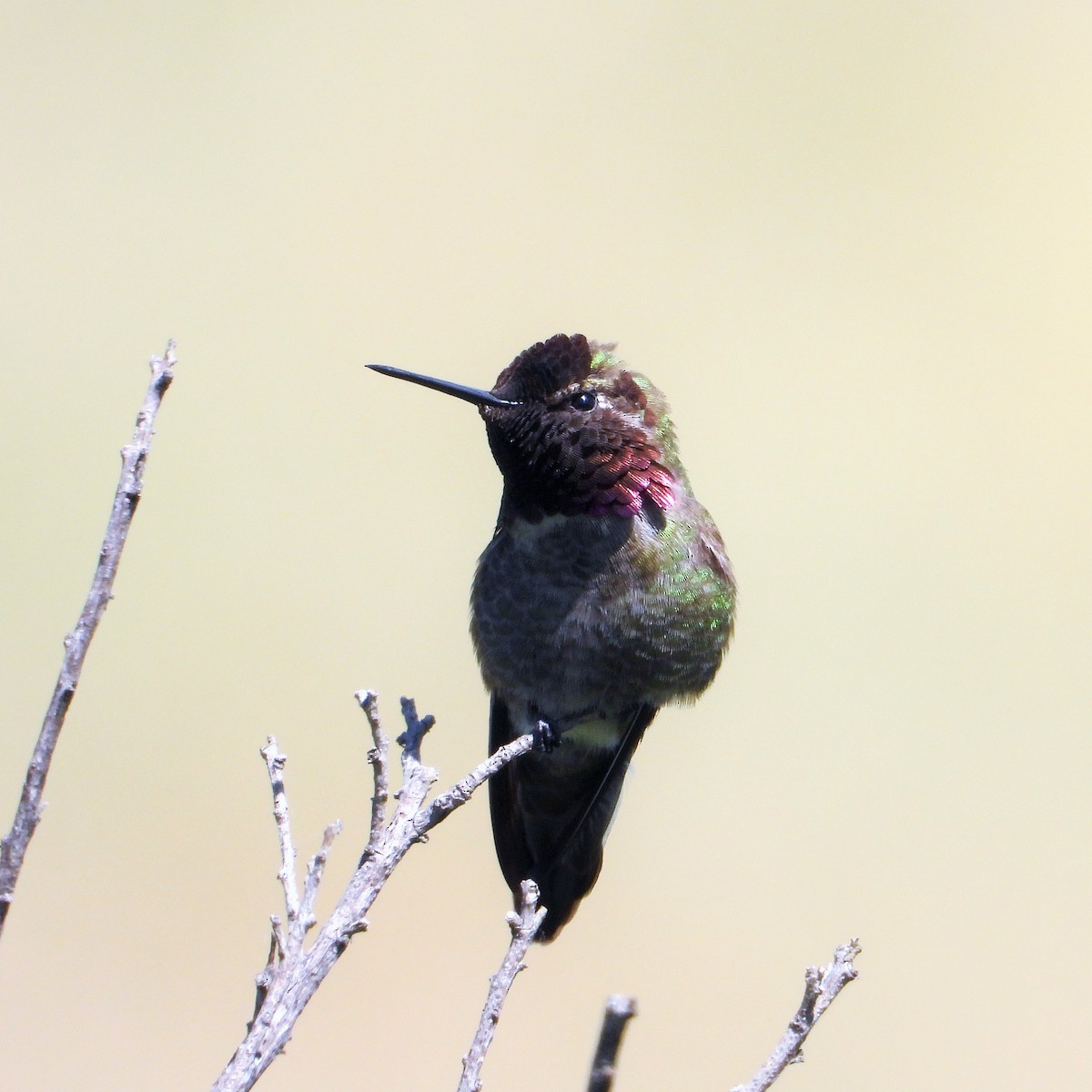 Anna's Hummingbird - ML619109673