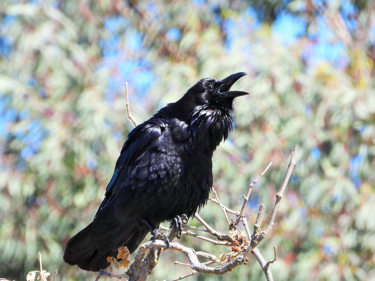 Common Raven - ML619109688