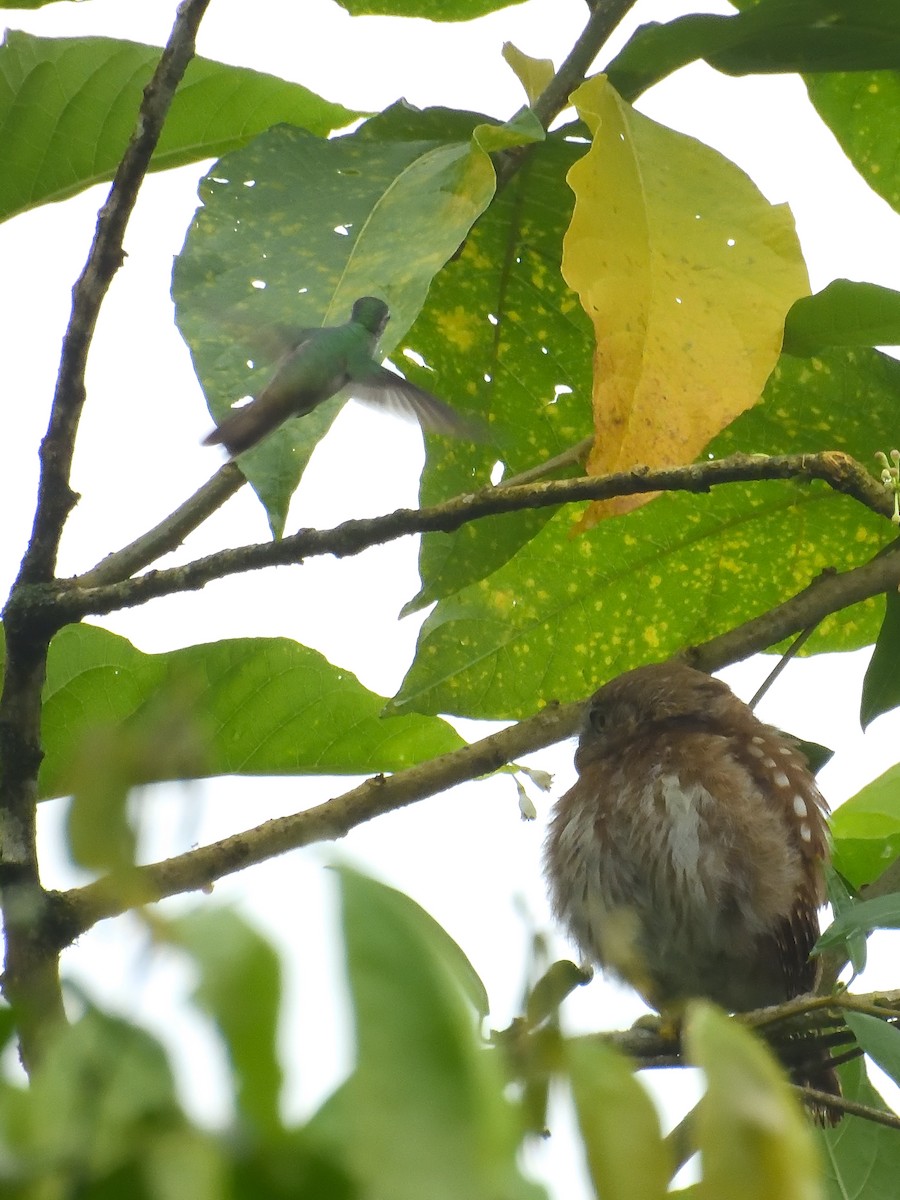 kolibřík andský - ML619109693