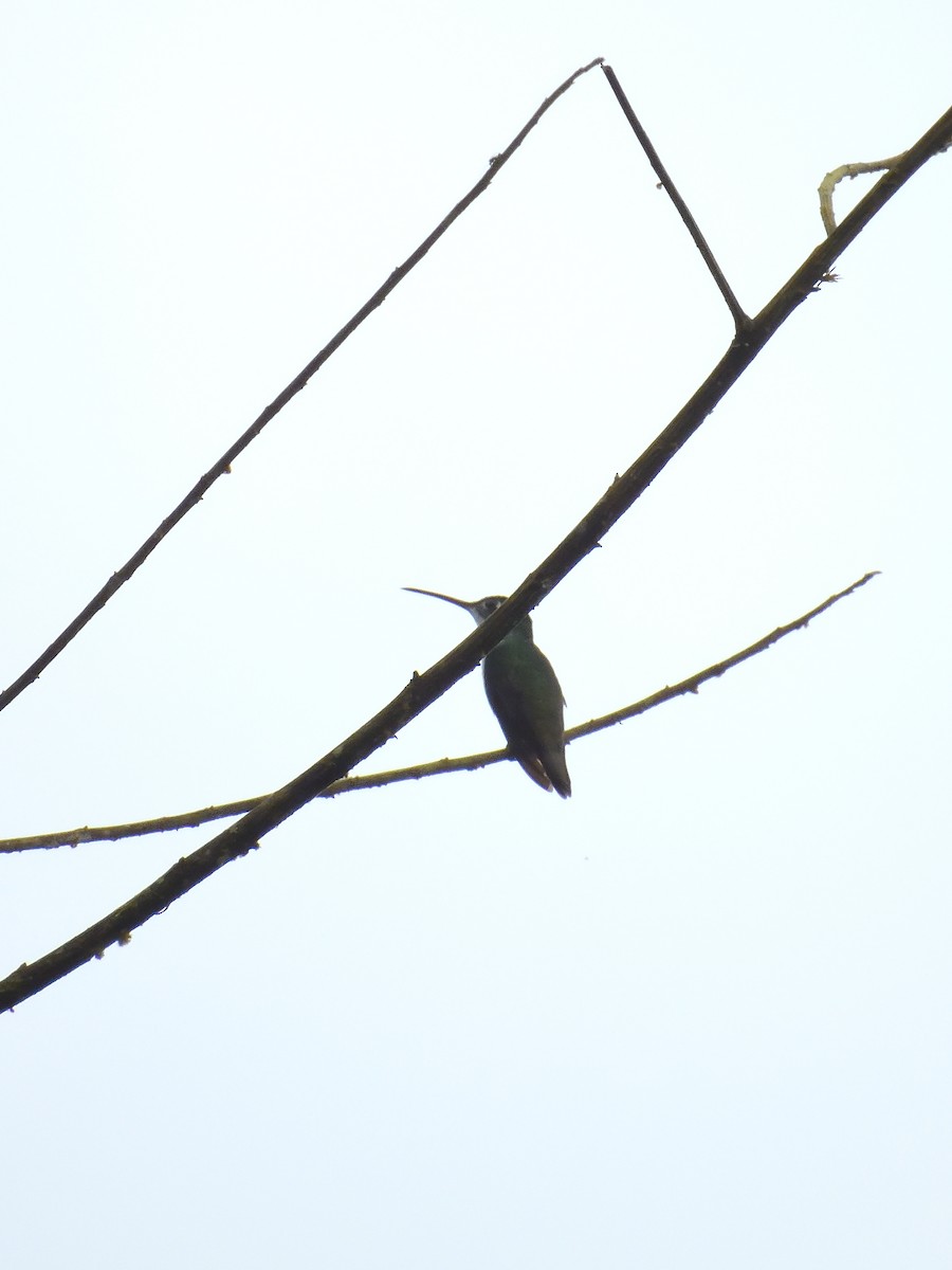 kolibřík andský - ML619109694