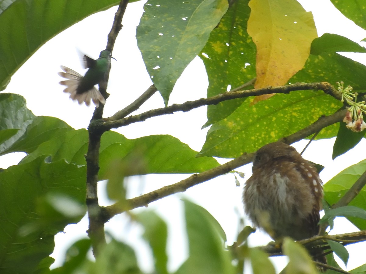 kolibřík andský - ML619109695