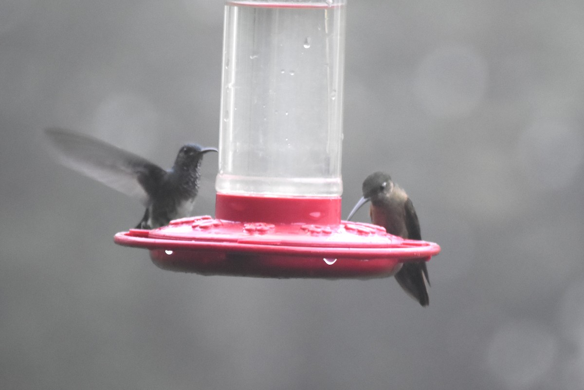 kolibřík hnědobřichý - ML619109703