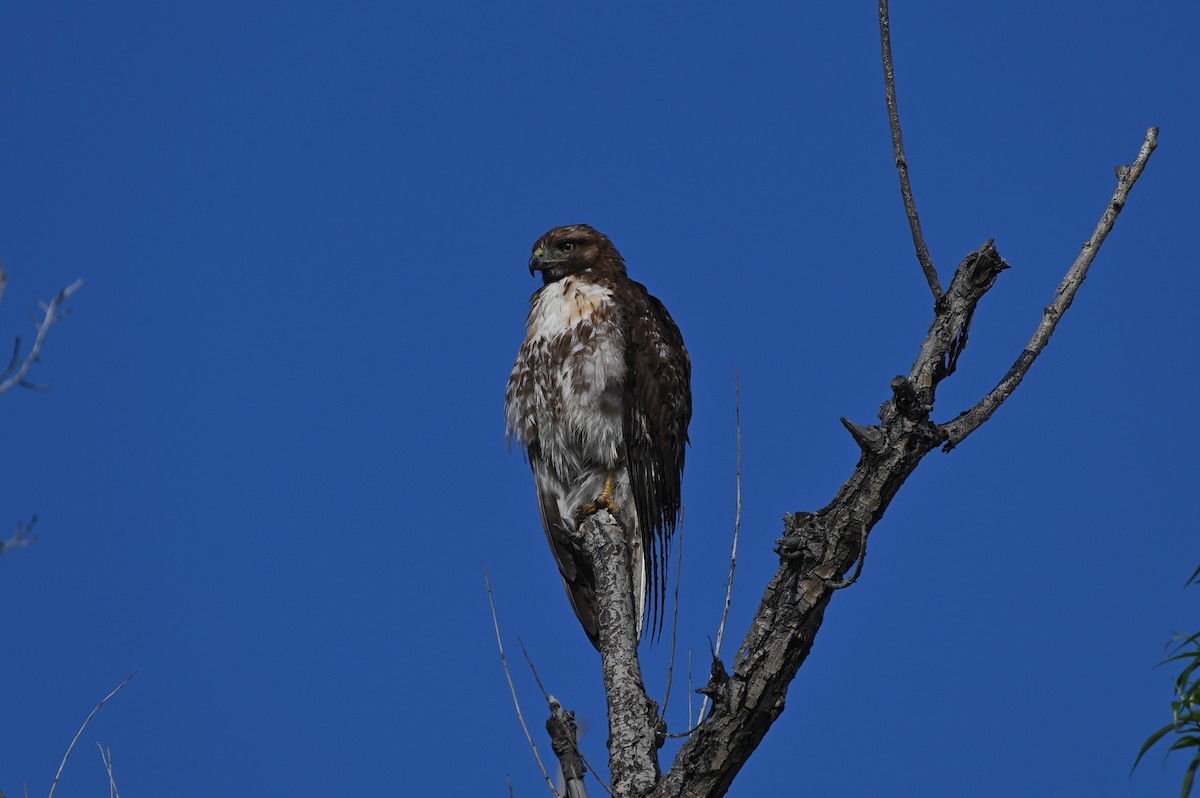 Red-tailed Hawk - ML619109778