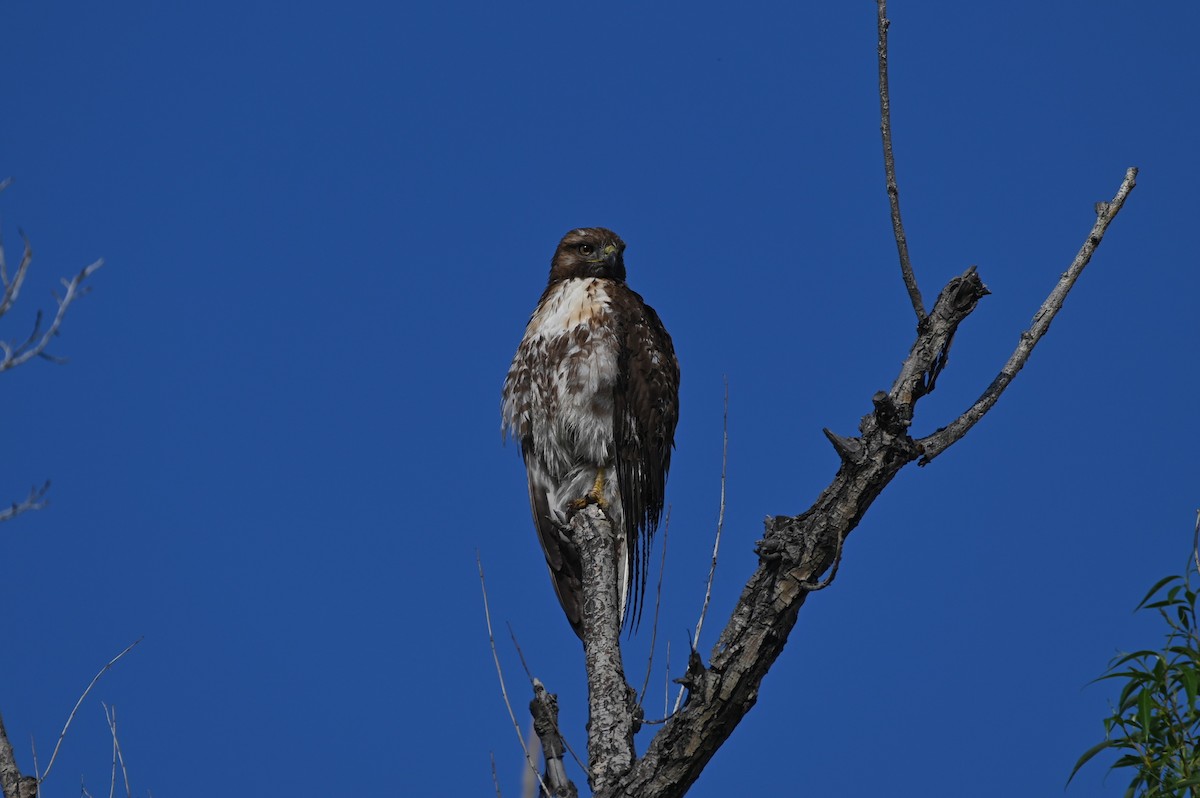 Red-tailed Hawk - ML619109779