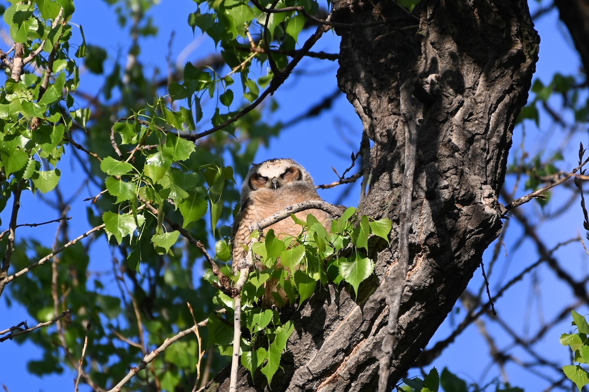 Great Horned Owl - ML619109787