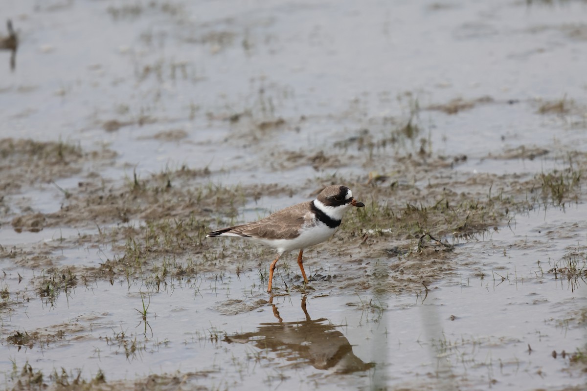 Semipalmated Plover - ML619109865