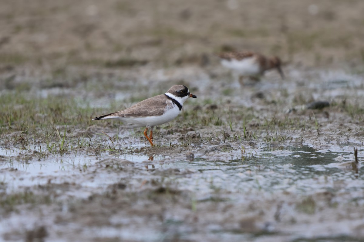 Semipalmated Plover - ML619109894