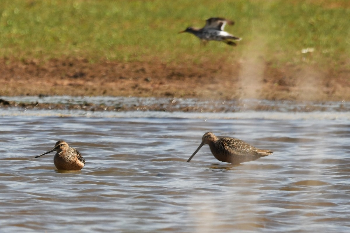 Long-billed Dowitcher - ML619109944