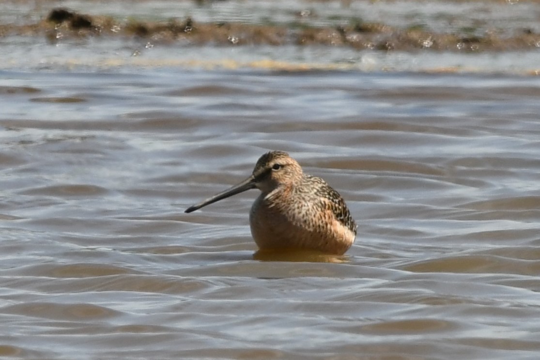 Long-billed Dowitcher - ML619109946