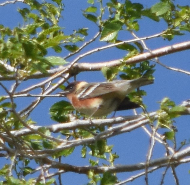 Bay-breasted Warbler - ML619109956
