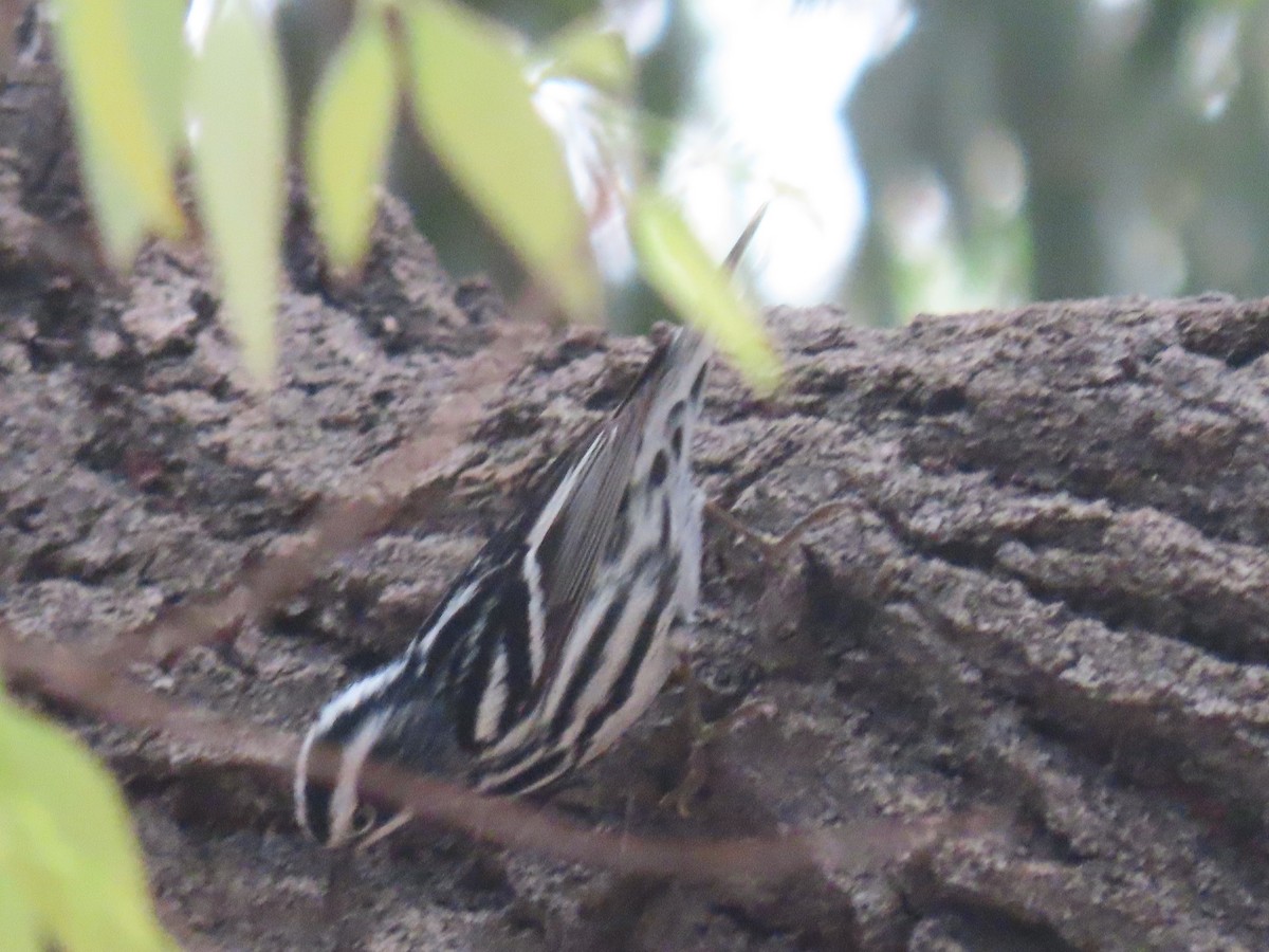 Black-and-white Warbler - ML619109962
