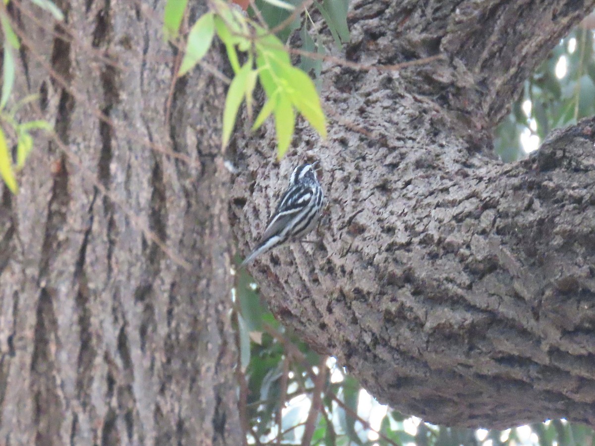 Black-and-white Warbler - ML619109975