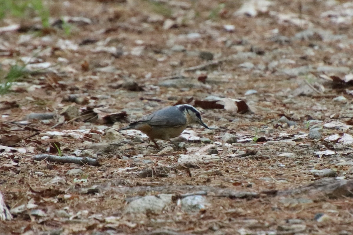 Red-breasted Nuthatch - ML619110008