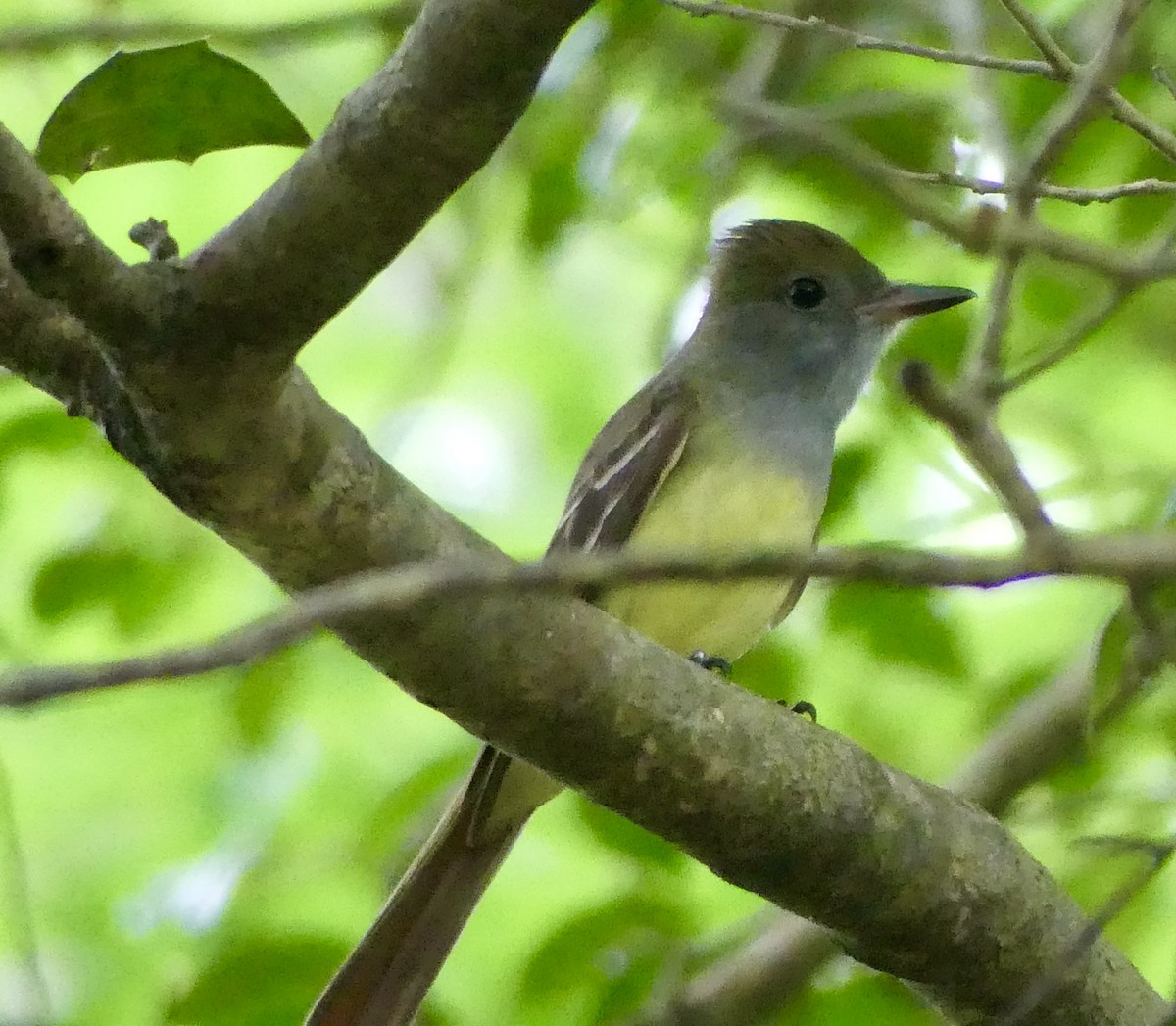Great Crested Flycatcher - ML619110020