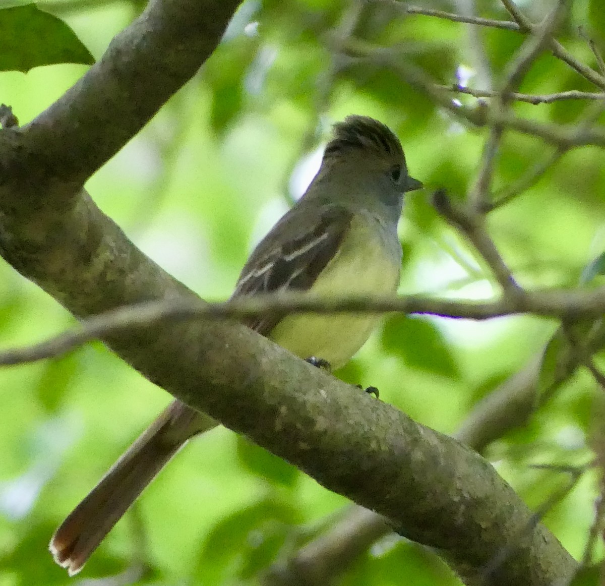 Great Crested Flycatcher - ML619110023