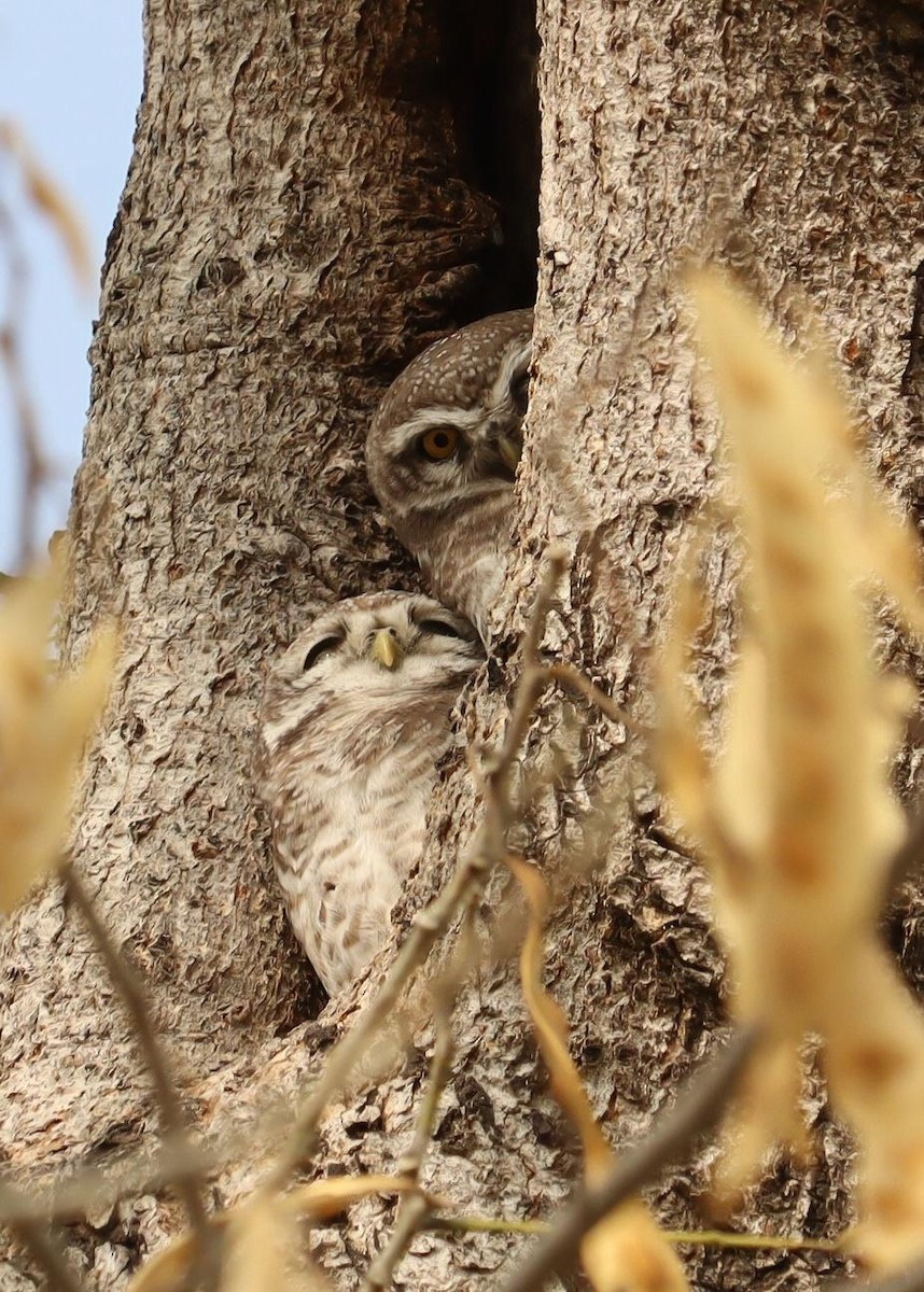 Spotted Owlet - ML619110067