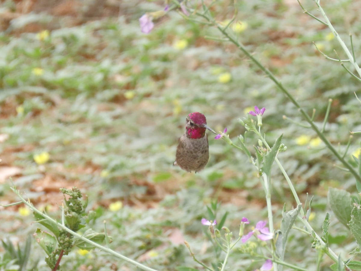 Anna's Hummingbird - ML619110110