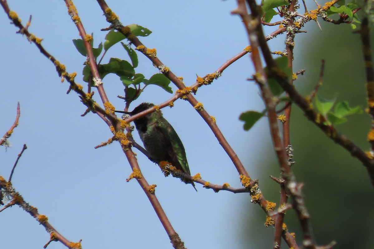 Anna's Hummingbird - ML619110132