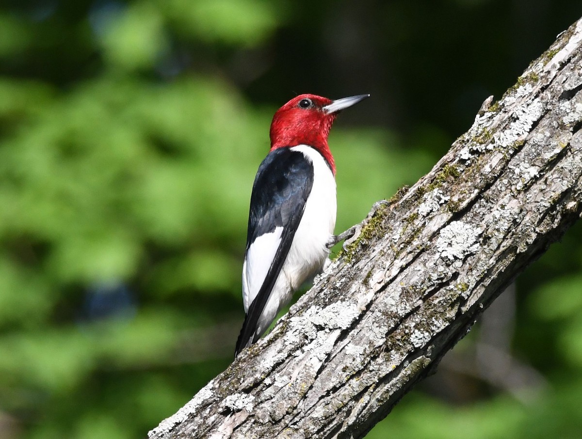 Red-headed Woodpecker - ML619110176