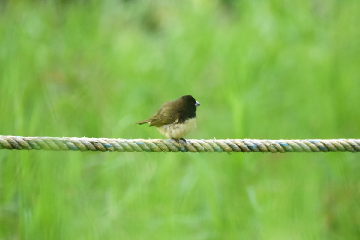 Yellow-bellied Seedeater - ML619110186