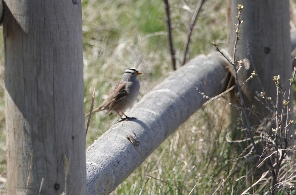 White-crowned Sparrow - ML619110214