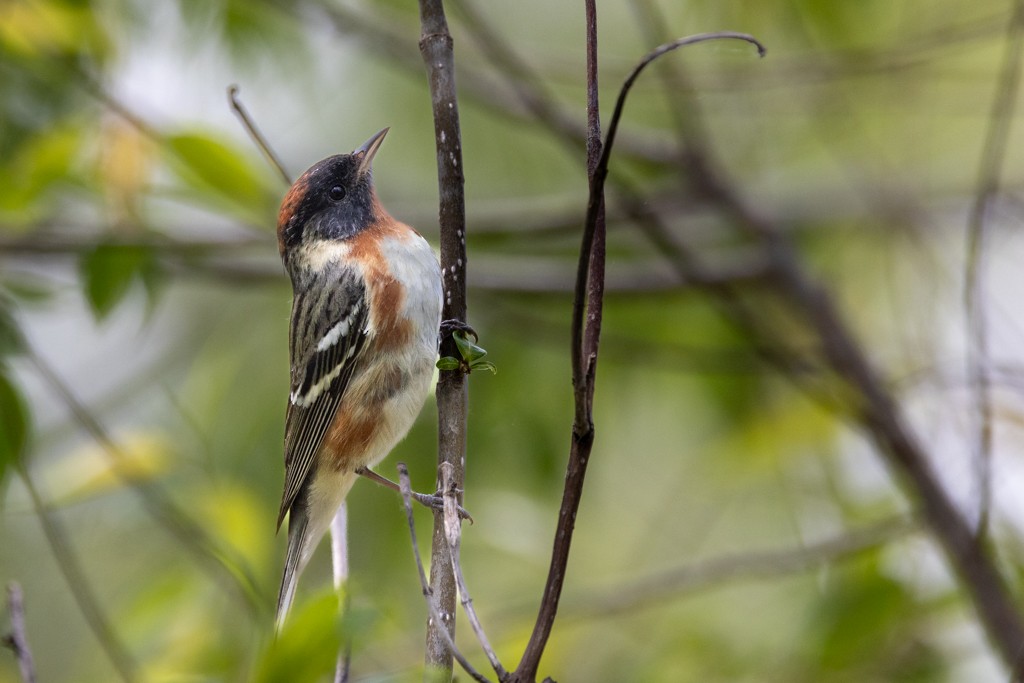 Bay-breasted Warbler - ML619110242