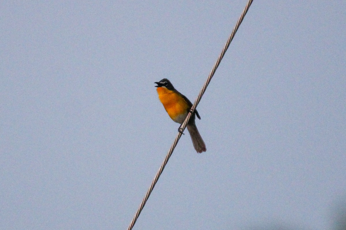 Yellow-breasted Chat - ML619110244