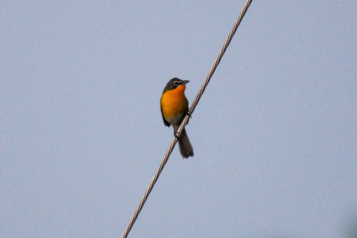 Yellow-breasted Chat - ML619110245