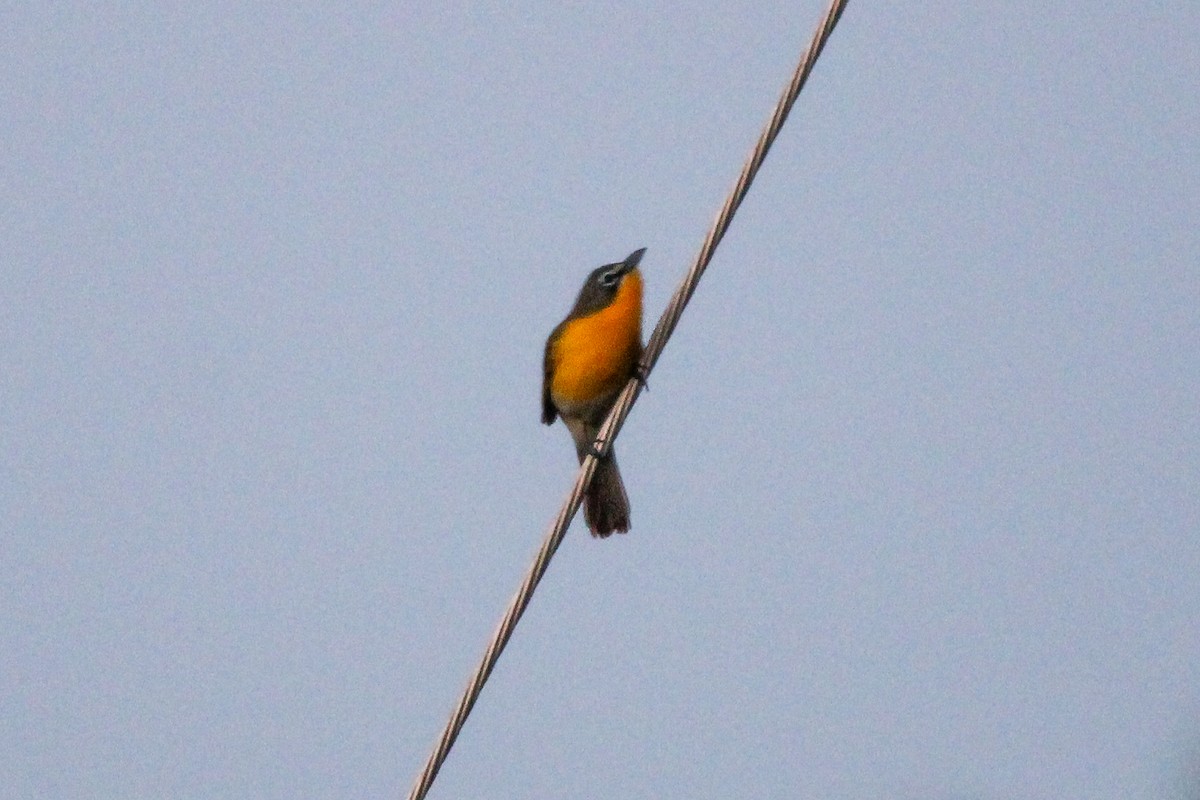 Yellow-breasted Chat - ML619110246