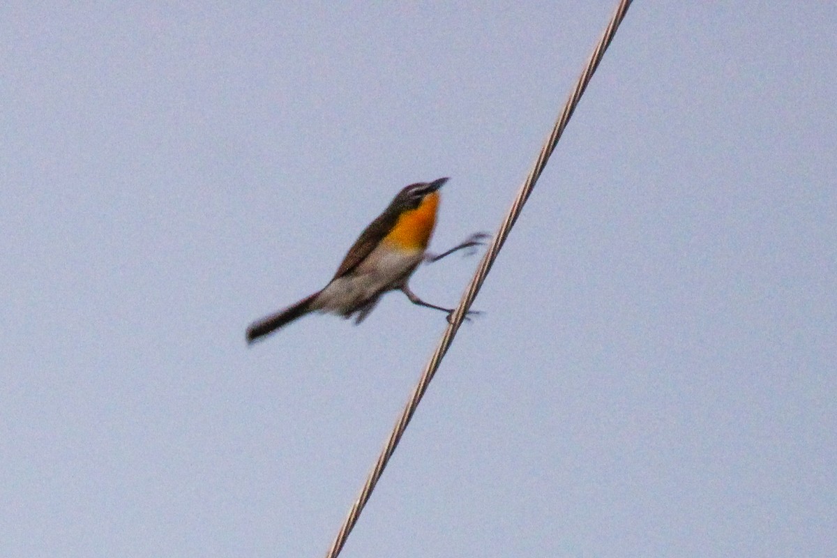 Yellow-breasted Chat - ML619110247