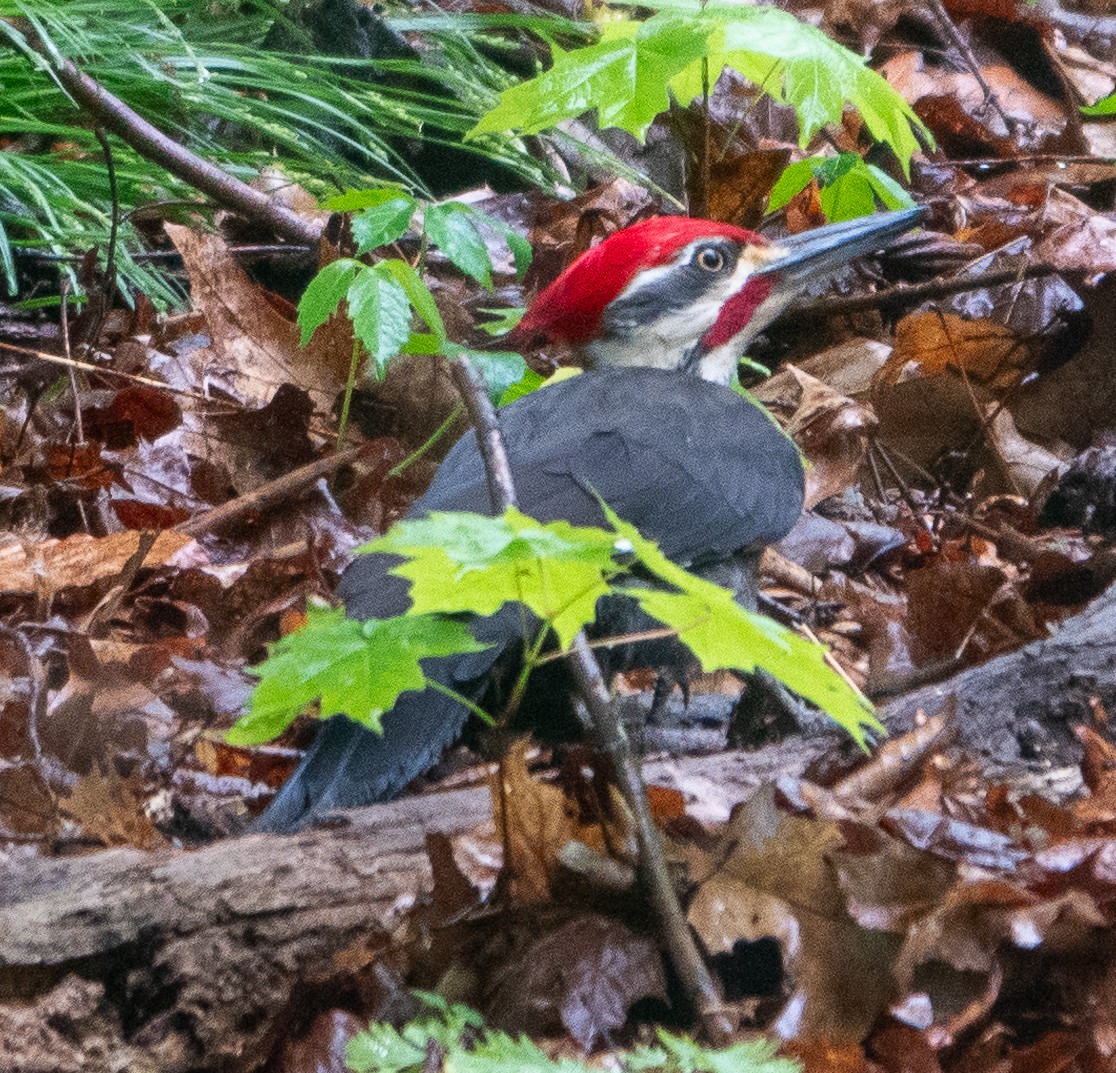 Pileated Woodpecker - ML619110271