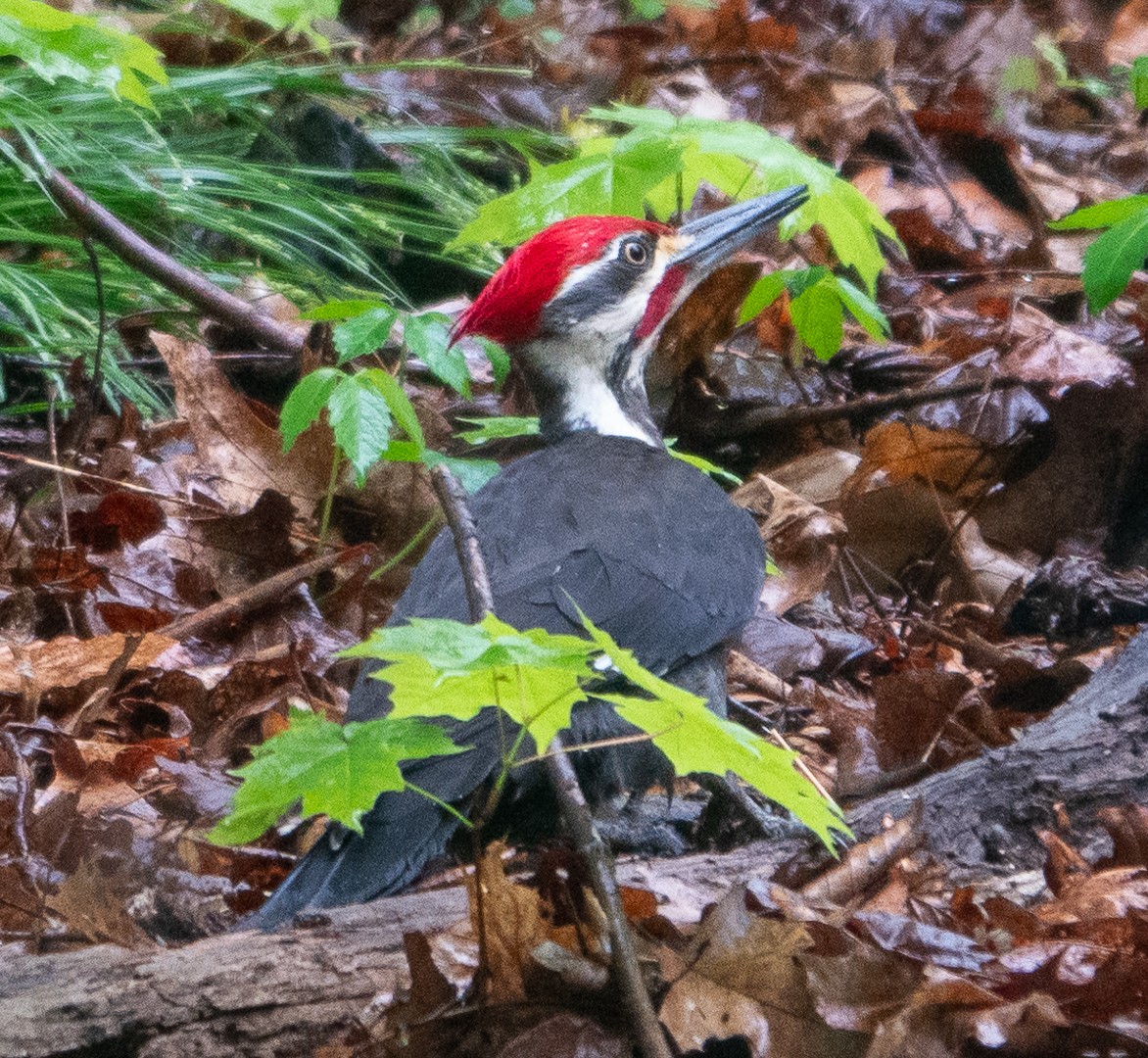 Pileated Woodpecker - ML619110272