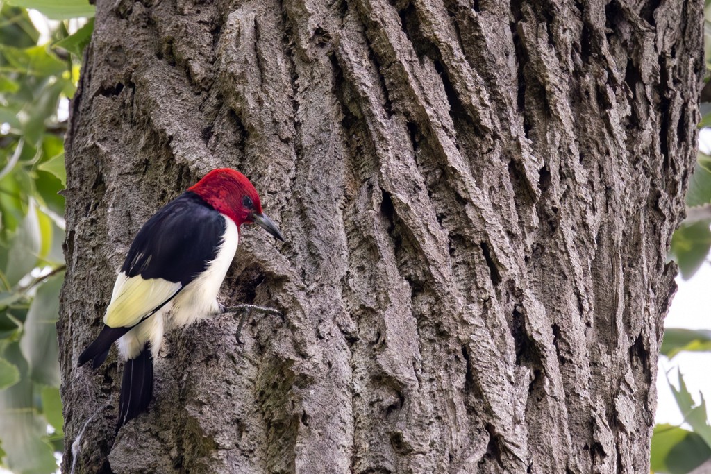 Red-headed Woodpecker - ML619110277
