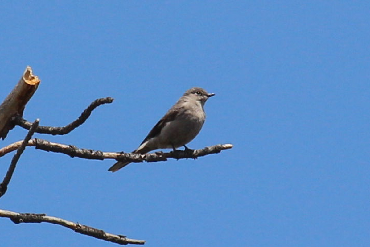 Townsend's Solitaire - ML619110288