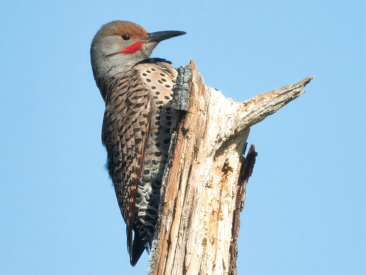 Northern Flicker (Red-shafted) - ML619110310