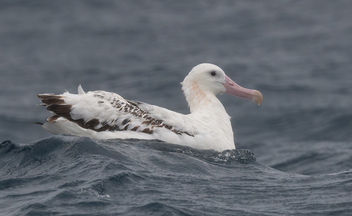 albatros stěhovavý - ML619110315