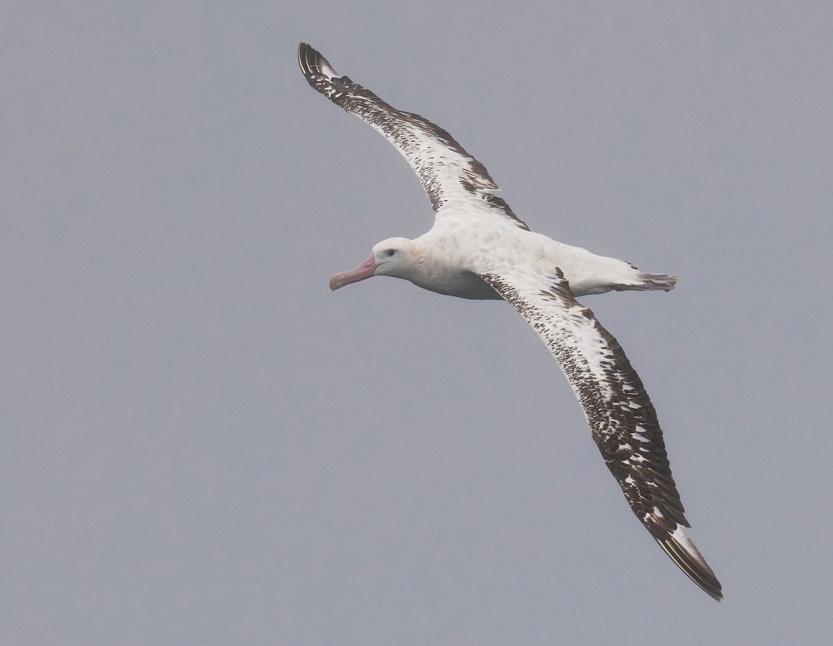 Snowy Albatross - ML619110316