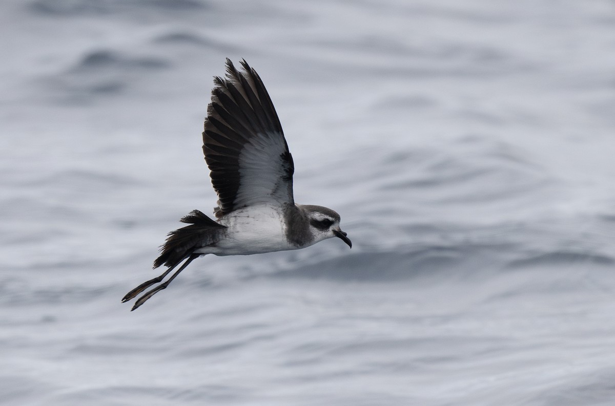 White-faced Storm-Petrel - ML619110324
