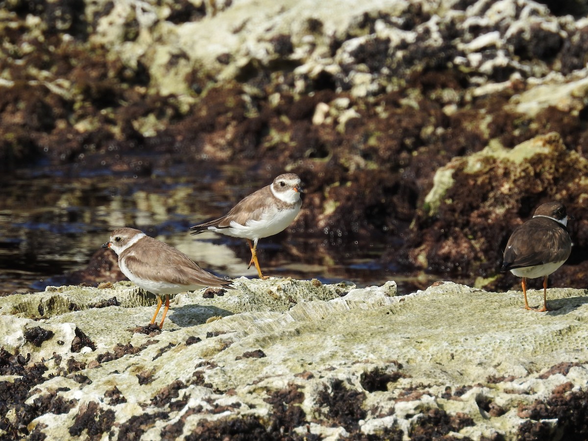 Semipalmated Plover - ML619110325