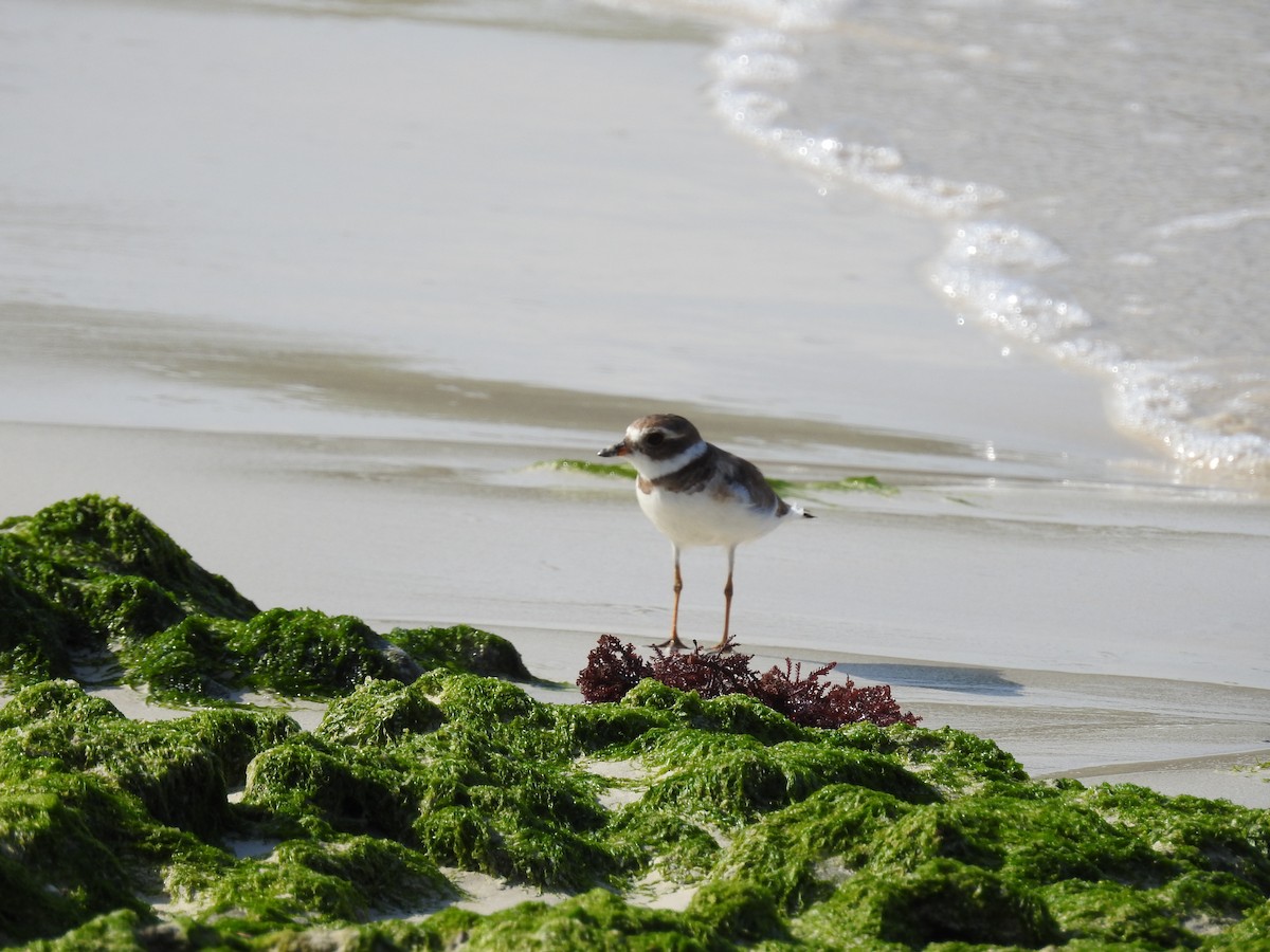 Semipalmated Plover - ML619110327