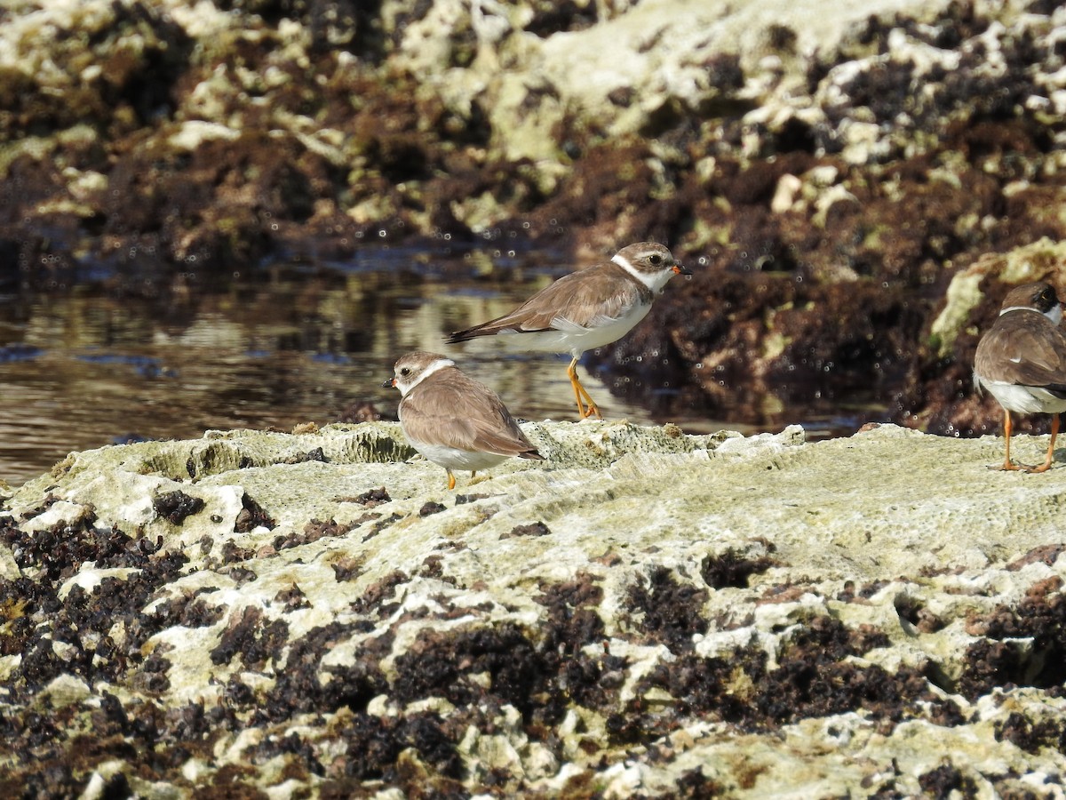Semipalmated Plover - ML619110328