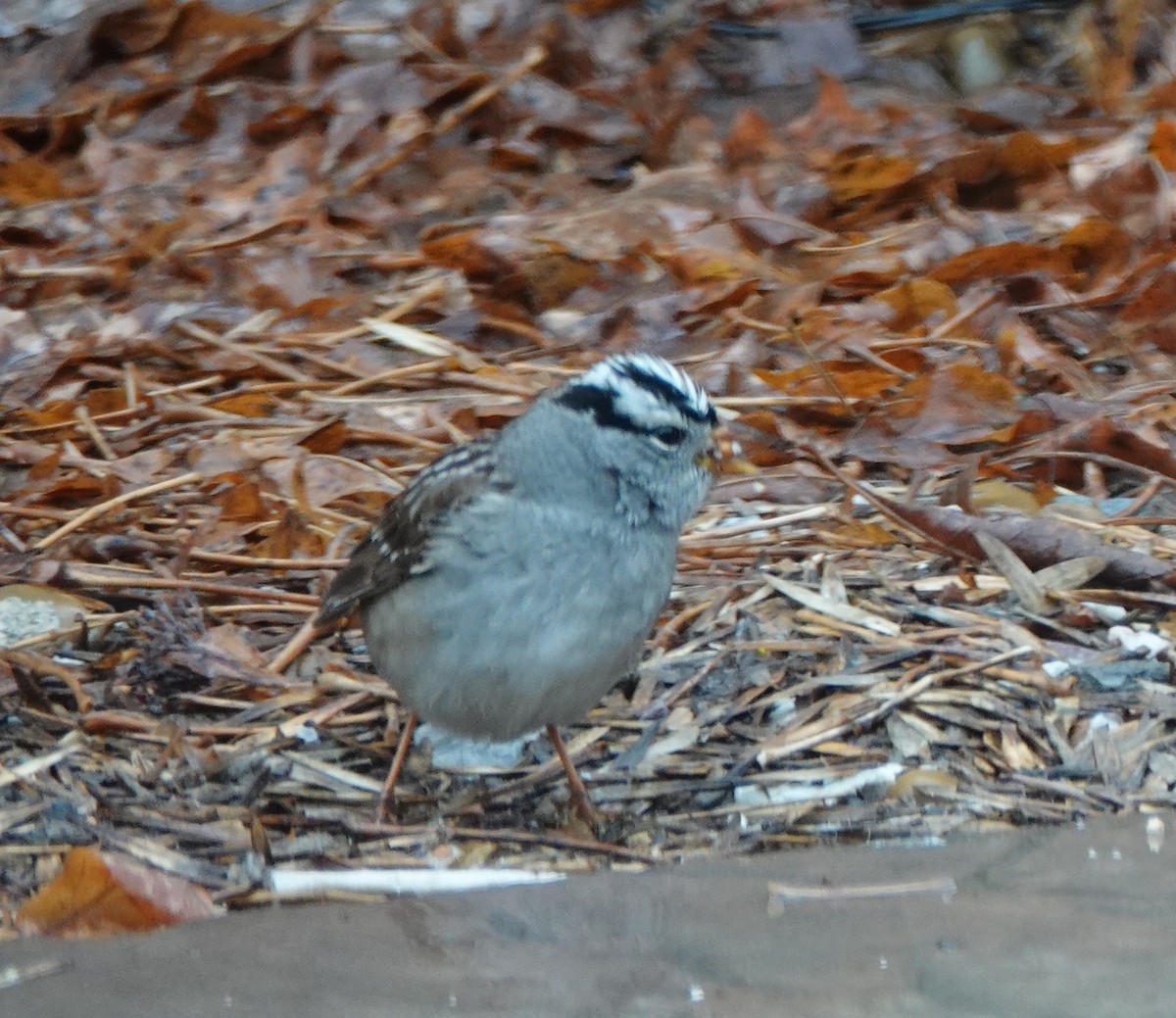 White-crowned Sparrow - ML619110406